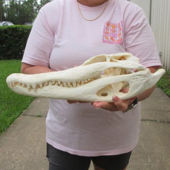  Real 17 inch A-Grade Florida Alligator Skull