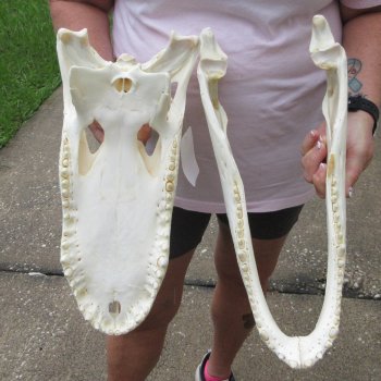  Real 17 inch A-Grade Florida Alligator Skull