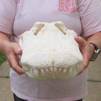  Real 18 inch A-Grade Florida Alligator Skull