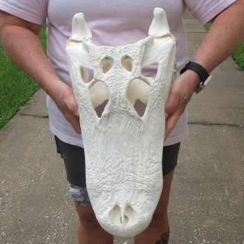  Real 18 inch A-Grade Florida Alligator Skull