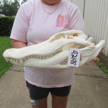  Real 18 inch A-Grade Florida Alligator Skull