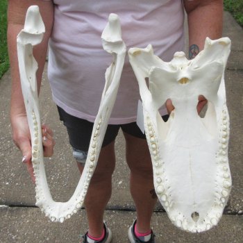  Real 18 inch A-Grade Florida Alligator Skull