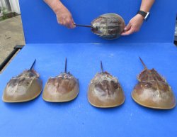 Five Horseshoe Crab...