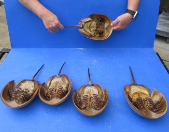 Five Horseshoe Crab Shells, 13" to 14" 