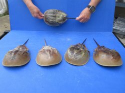 Five Horseshoe Crab...