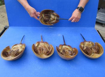 Five Horseshoe Crab Shells, 13" to 14" 