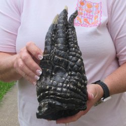 Preserved Alligator...