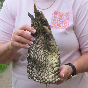 Preserved Alligator Foot 10 inches 