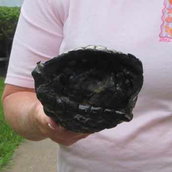 Preserved Alligator Foot 10 inches 