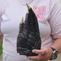Preserved Alligator...
