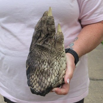 Preserved Alligator Foot 9-3/4 inches 