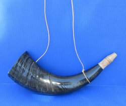 Wholesale Viking War Horn - Polished Water Buffalo Blowing Horn (16"-18") - 2 pcs @ $11.50 each; 12 pcs @ $10.35 each