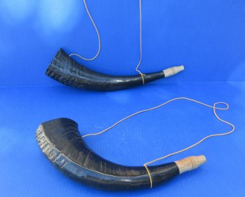 Wholesale Viking War Horn - Polished Water Buffalo Blowing Horn (16"-18") - 2 pcs @ $11.50 each; 12 pcs @ $10.35 each