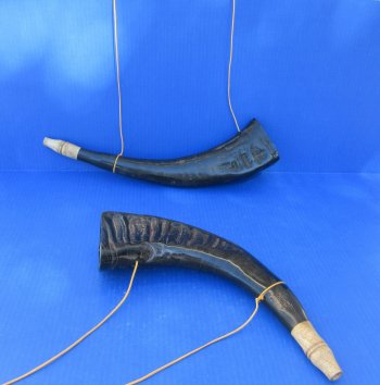 Wholesale Viking War Horn - Polished Water Buffalo Blowing Horn (16"-18") - 2 pcs @ $11.50 each; 12 pcs @ $10.35 each