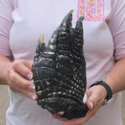 Preserved Alligator...