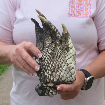 Preserved Alligator Foot 9 inches 