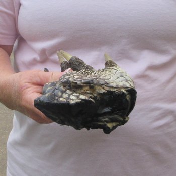 Preserved Alligator Foot 9 inches 