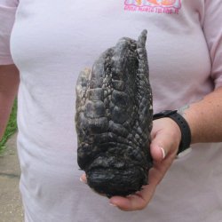 Preserved Alligator...