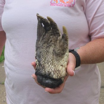 Preserved Alligator Foot 7 inches 