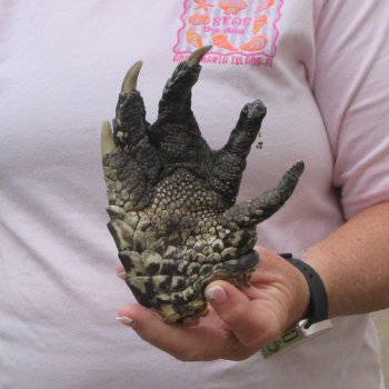 6 inch Preserved Alligator Foot 