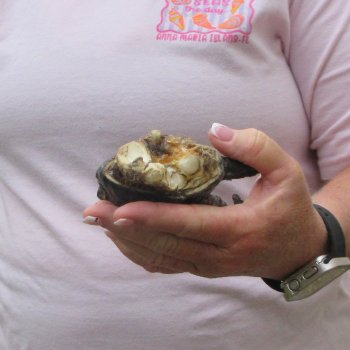6 inch Preserved Alligator Foot 