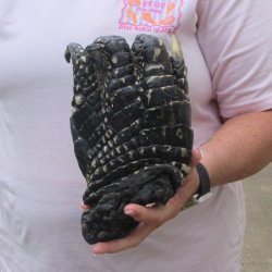 Preserved Alligator...