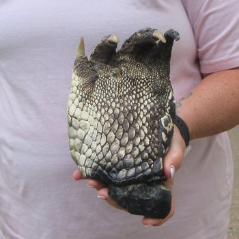 Preserved Alligator Foot 8-3/4 inches 