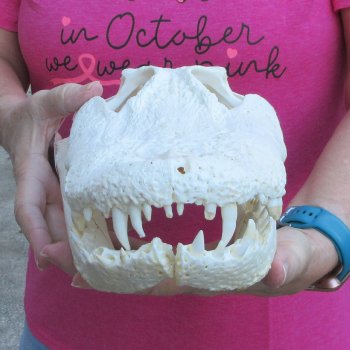  Real 12" B-Grade Florida Alligator Skull