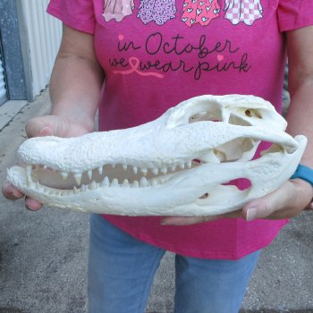  Real 12" B-Grade Florida Alligator Skull