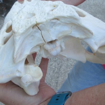  Real 12" B-Grade Florida Alligator Skull