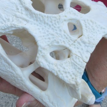  Real 12" B-Grade Florida Alligator Skull