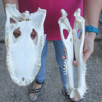  Real 12" B-Grade Florida Alligator Skull