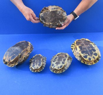 Five piece 4-1/2" to 7-3/4" B-Grade Red Eared Slider Turtle Shells