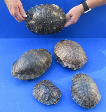 Five piece 4-1/2" to 7-3/4" B-Grade Red Eared Slider Turtle Shells
