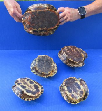 Five piece 5-1/4" to 8-3/4" B-Grade Red Eared Slider Turtle Shells