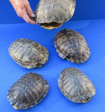 Five piece 5-1/4" to 8-3/4" B-Grade Red Eared Slider Turtle Shells