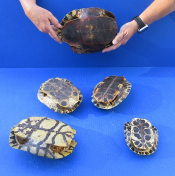 Five piece 4-1/4" to 8-1/2" B-Grade Red Eared Slider Turtle Shells