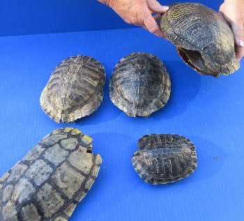 Five piece 4-1/4" to 8-1/2" B-Grade Red Eared Slider Turtle Shells