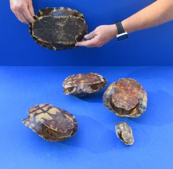 Five piece 3" to 8-1/4" B-Grade Red Eared Slider Turtle Shells