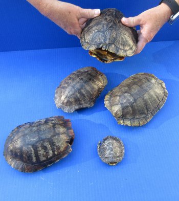 Five piece 3" to 8-1/4" B-Grade Red Eared Slider Turtle Shells