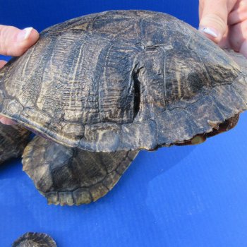 Five piece 3" to 8-1/4" B-Grade Red Eared Slider Turtle Shells
