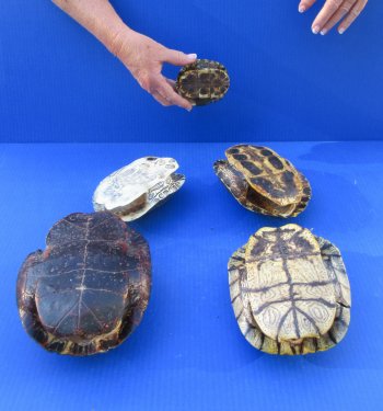 Five piece 3-1/2" to 8-1/4" B-Grade Red Eared Slider Turtle Shells