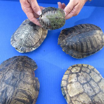 Five piece 3-1/2" to 8-1/4" B-Grade Red Eared Slider Turtle Shells
