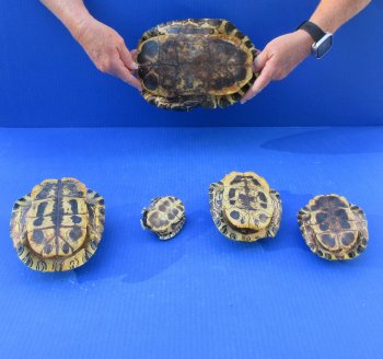 Five piece 3" to 9" B-Grade Red Eared Slider Turtle Shells