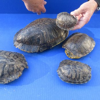 Five piece 3" to 9" B-Grade Red Eared Slider Turtle Shells