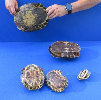 Five piece 3" to 9" B-Grade Red Eared Slider Turtle Shells