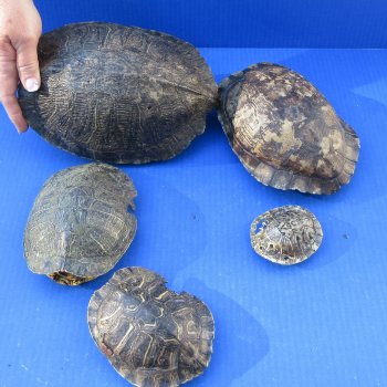 Five piece 3" to 9" B-Grade Red Eared Slider Turtle Shells