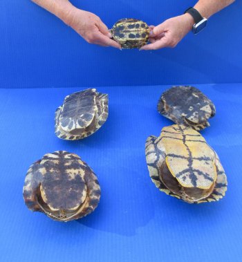 Five piece 4-1/4" to 8-1/4" B-Grade Red Eared Slider Turtle Shells