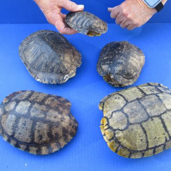 Five piece 4-1/4" to 8-1/4" B-Grade Red Eared Slider Turtle Shells