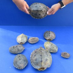 Nine piece Map Turt...